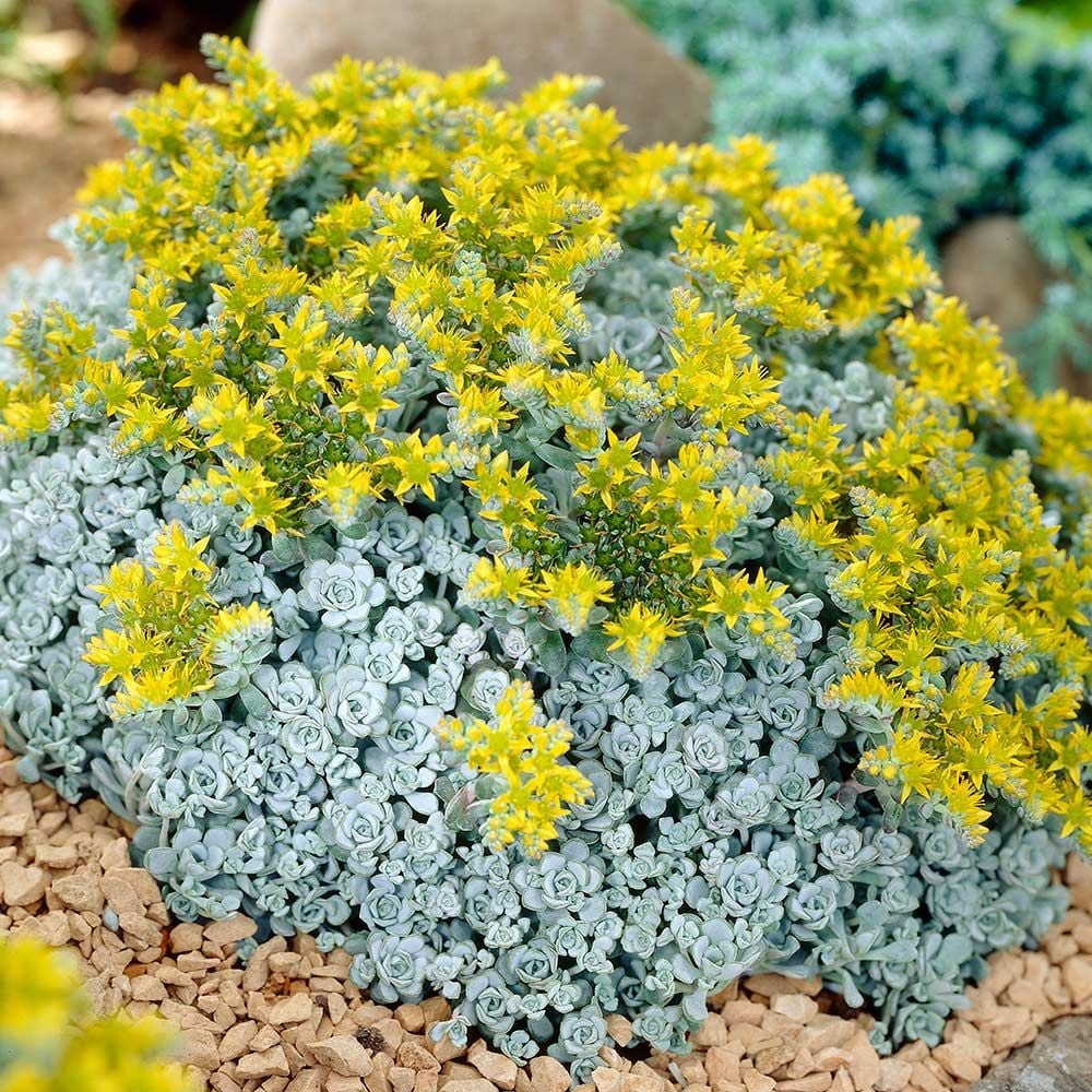 Sedum spathulifolium Cape Blanco